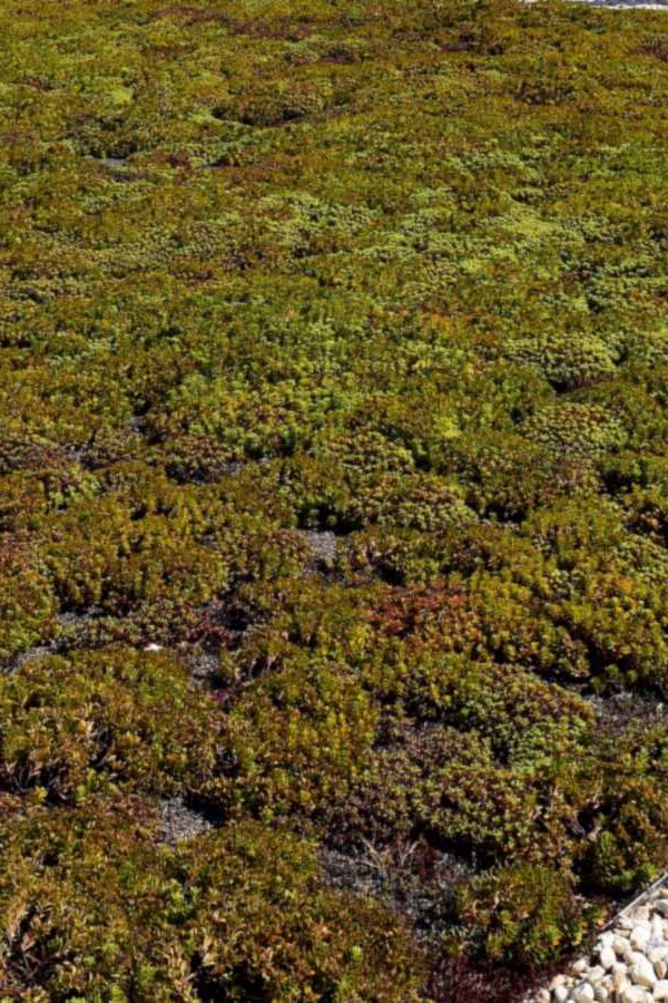 Planted sedum roof with gravel margins; podium waterproofing polyurea sits under layers like these