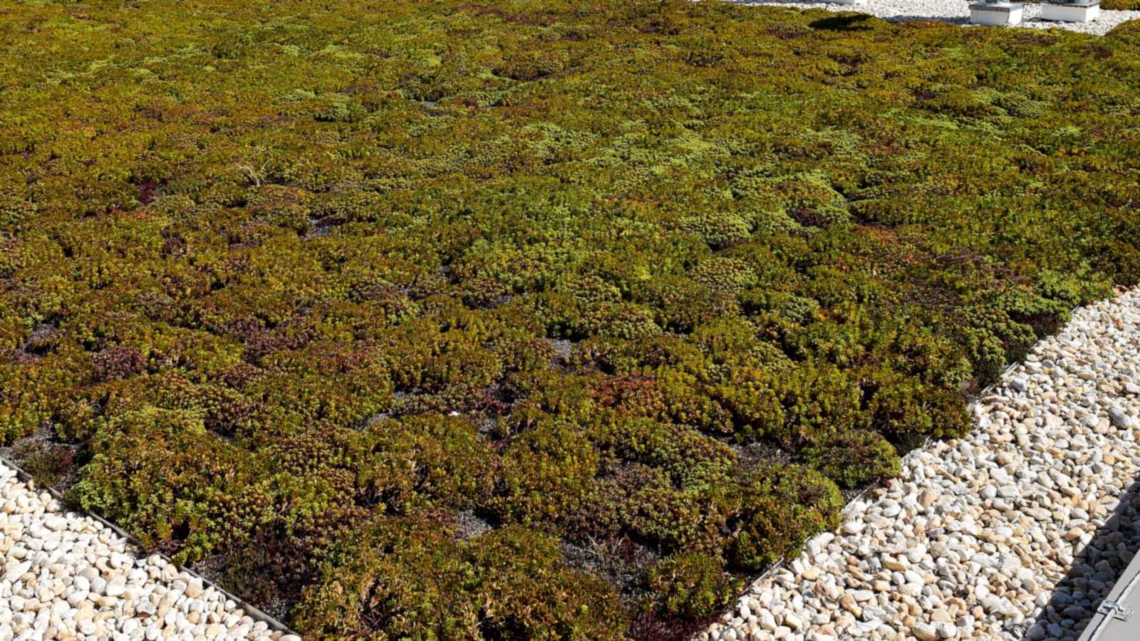 Planted sedum roof with gravel margins; podium waterproofing polyurea sits under layers like these