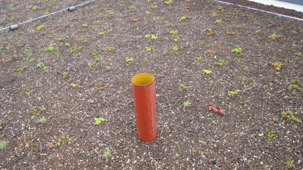 Podium waterproofing polyurea must be finished and checked before planting: lightweight growing medium, young plants and a vent pipe on a planted roof